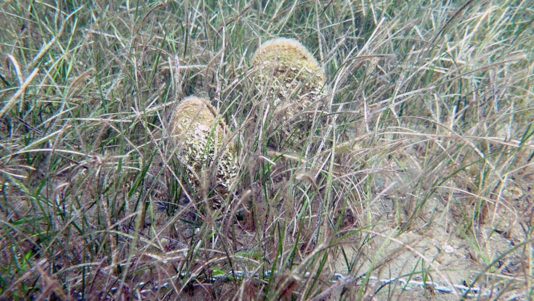 Marmara Denizi'nin son umuduydu: Cesetleri karaya vurdu! Uzmanlar endişeli, ekosistem tehlikede 15